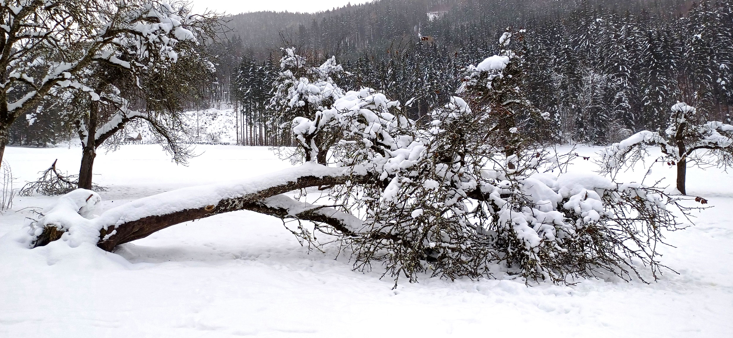 Der umgestürzte Baum und die „Kognitive Dissonanz“